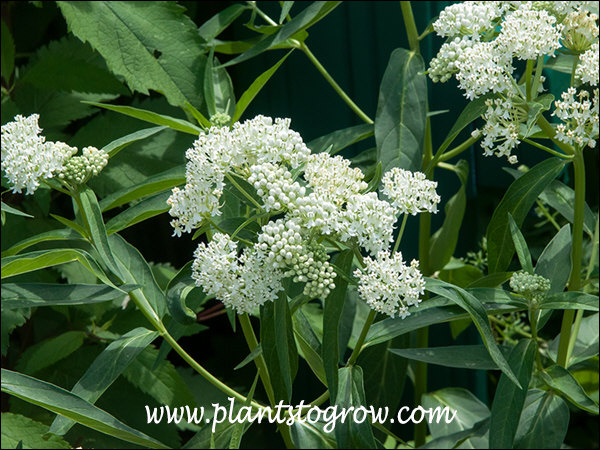 Nice crisp white flowers with dark green foliage.
